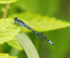 Coenagrion lunulatum