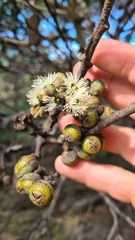 Eucalyptus baxteri