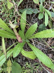 Carlina biebersteinii