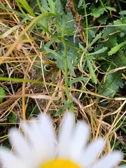 Leucanthemum vulgare