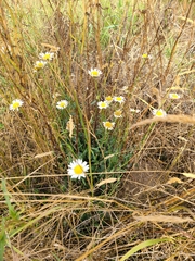 Leucanthemum vulgare