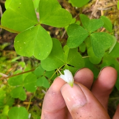 Oxalis