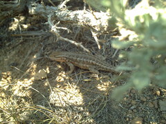 Sceloporus graciosus