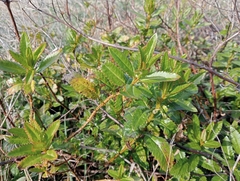 Haloragis erecta erecta