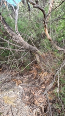 Eucalyptus baxteri