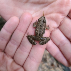 Rana cascadae