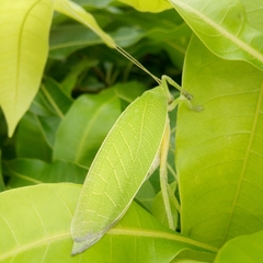 Zabalius ophthalmicus