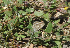 Theclinesthes serpentata