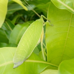 Zabalius ophthalmicus