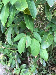 Turpinia ternata