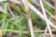 Diplacodes bipunctata