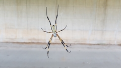 Trichonephila clavata