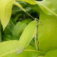 Zabalius ophthalmicus