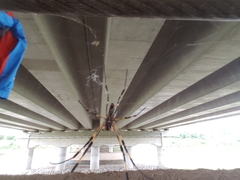 Trichonephila clavata