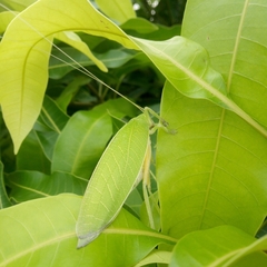 Zabalius ophthalmicus