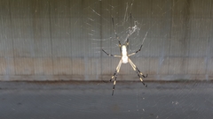 Trichonephila clavata