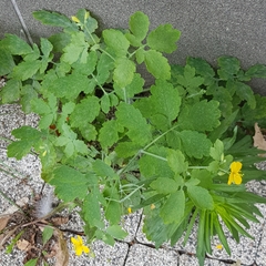 Chelidonium majus