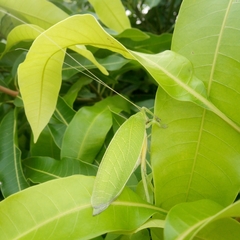 Zabalius ophthalmicus