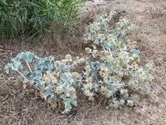 Eryngium maritimum