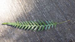 Blechnum attenuatum