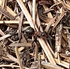 Formica rufa