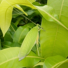 Zabalius ophthalmicus
