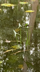 Sagittaria sagittifolia