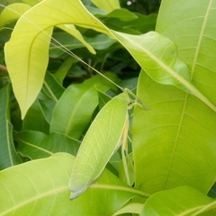 Zabalius ophthalmicus