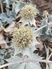 Eryngium maritimum