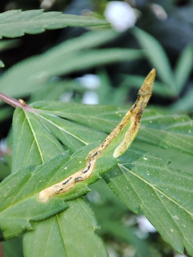 Liriomyza cannabis