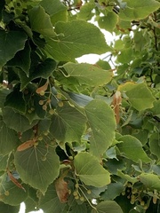 Tilia