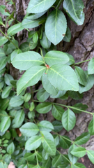 Euonymus fortunei