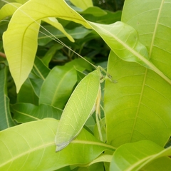 Zabalius ophthalmicus