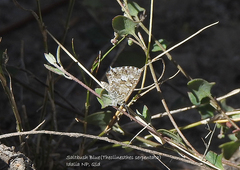 Theclinesthes serpentata