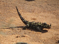 Moloch horridus