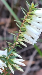 Ericaceae