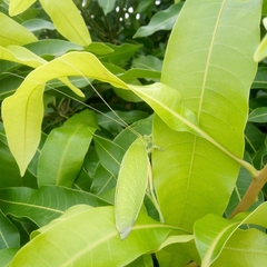 Zabalius ophthalmicus