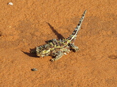 Moloch horridus