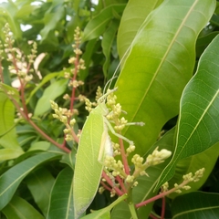 Zabalius ophthalmicus