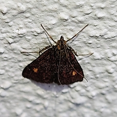 Pyrausta aurata