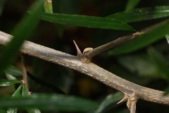 Asparagus falcatus