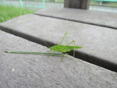 Phaneroptera falcata