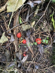 Leratiomyces erythrocephalus