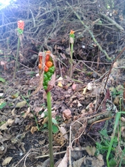 Arum maculatum