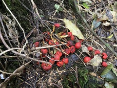 Leratiomyces erythrocephalus