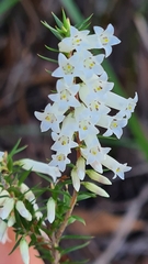 Ericaceae