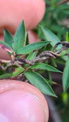 Ericaceae