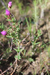 Ruschieae