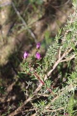 Ruschieae