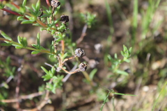 Ruschieae